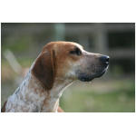English Foxhound 7