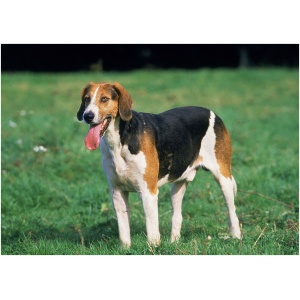 English Foxhound 9