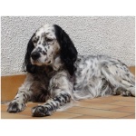 English Setter 2