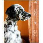 English Setter 4