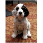 English Setter 5