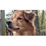 English Setter 8