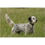 English Setter 9