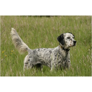 English Setter 9