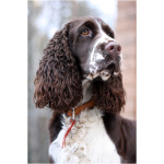 English Springer Spaniel 7