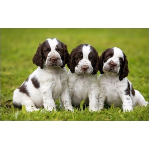 English Springer Spaniel 9