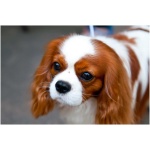 English Toy Spaniel 2