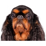 English Toy Spaniel 8