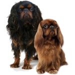 English Toy Spaniel 9