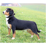 Entlebucher Mountain Dog 2