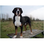 Entlebucher Mountain Dog 3