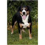 Entlebucher Mountain Dog 7
