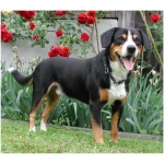 Entlebucher Mountain Dog 9