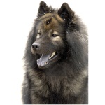 Eurasier 9