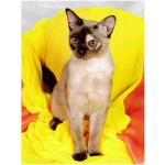 European Burmese 0