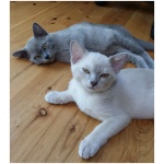 European Burmese 1