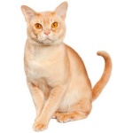 European Burmese 2