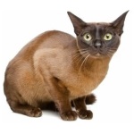 European Burmese 3
