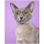 European Burmese 6