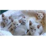 European Burmese 7