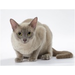 European Burmese 8