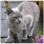 European Burmese 9