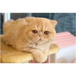 Exotic Shorthair 0