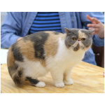 Exotic Shorthair 1