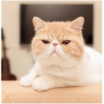 Exotic Shorthair 2