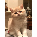 Exotic Shorthair 3