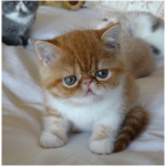Exotic Shorthair 4