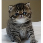 Exotic Shorthair 5