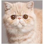 Exotic Shorthair 7