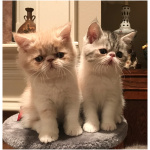 Exotic Shorthair 8