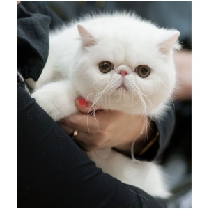 Exotic Shorthair 9