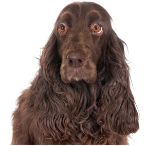 Field Spaniel 9
