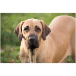 Fila Brasileiro 0