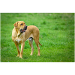 Fila Brasileiro 1