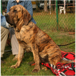 Fila Brasileiro 2