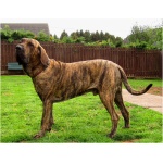 Fila Brasileiro 3