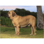 Fila Brasileiro 4