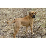 Fila Brasileiro 5