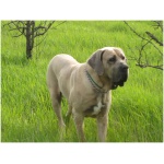 Fila Brasileiro 6