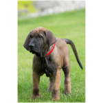 Fila Brasileiro 7