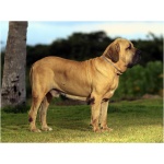 Fila Brasileiro 8