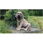 Fila Brasileiro 9