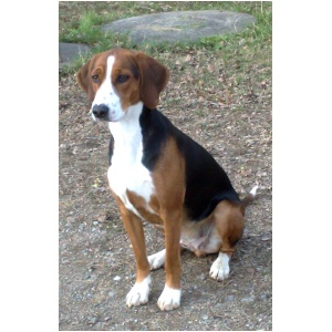 Finnish Hound 9