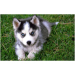 Finnish Lapphund 3