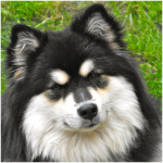 Finnish Lapphund 7