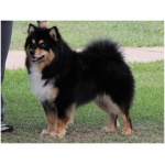 Finnish Lapphund 9
